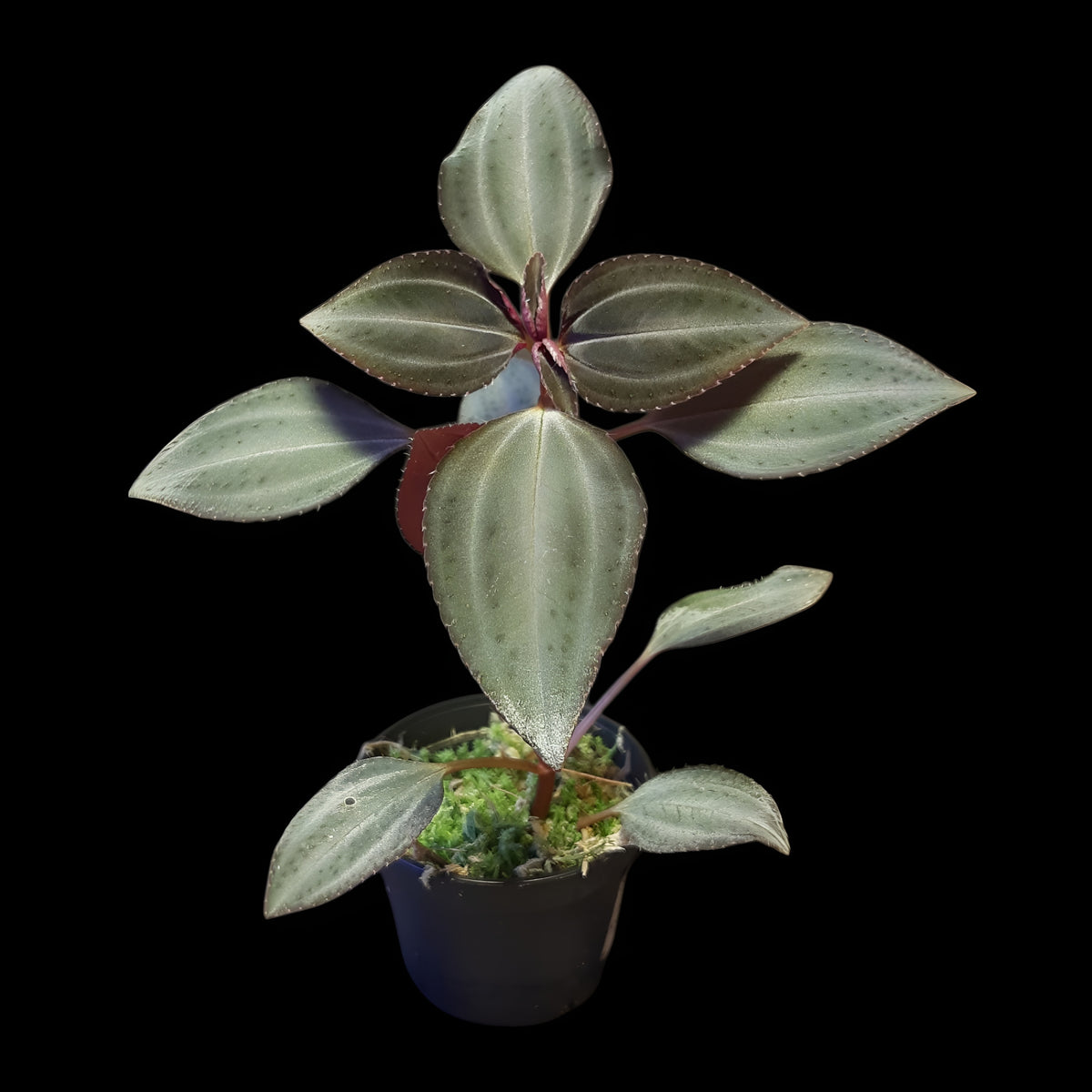 Arthrostemma parvifolium