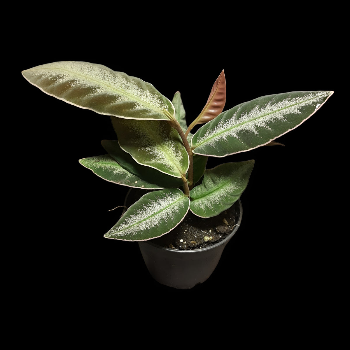 Labisia pumila