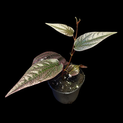 Rarität! Piper pink veins, Rankpflanze fürs Regenwald Terrarium