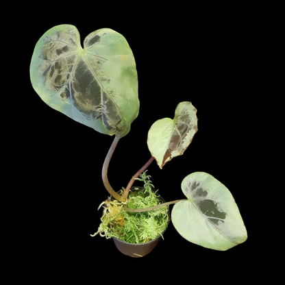 Begonia burkillii silver edge
