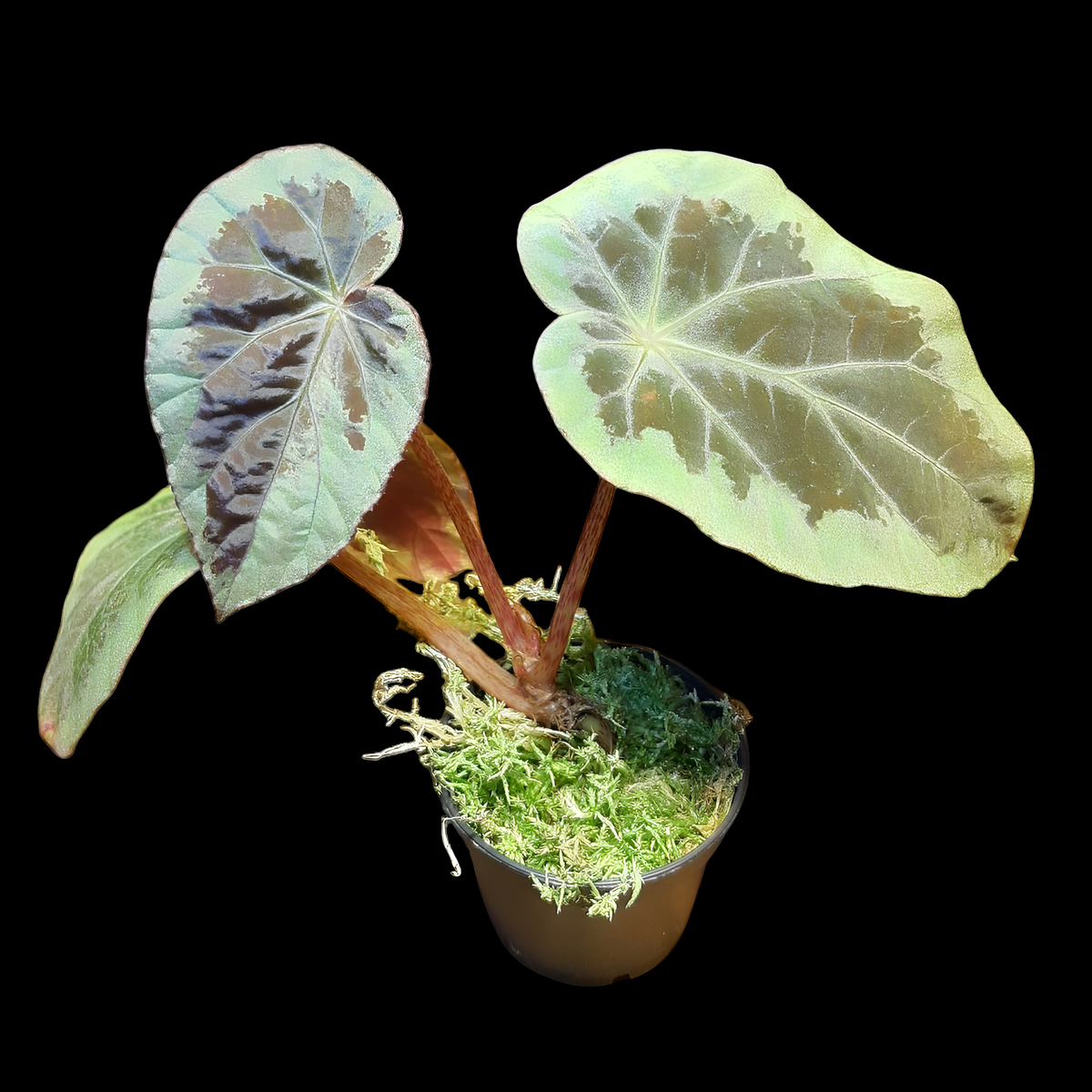 Begonia burkillii silver edge